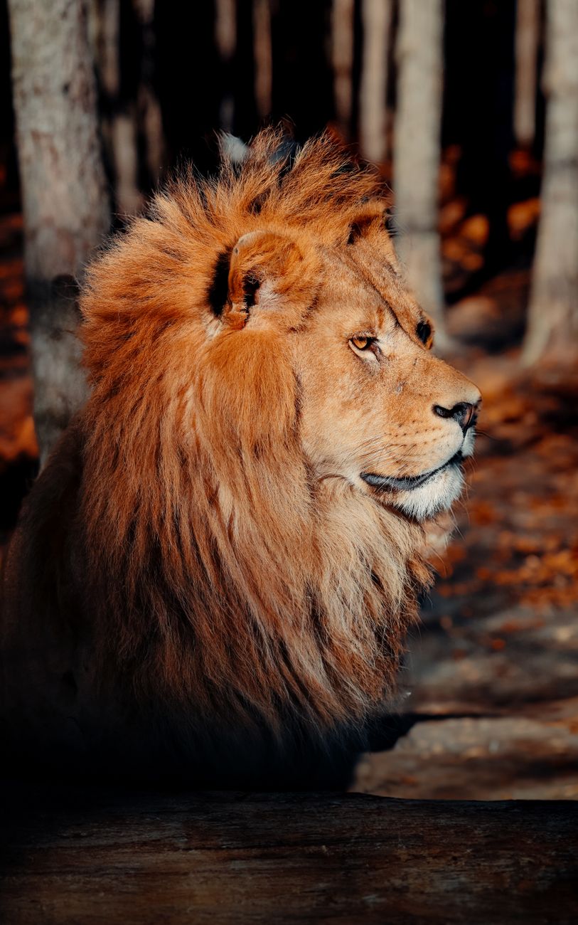 majestic male lion in sunlit forest